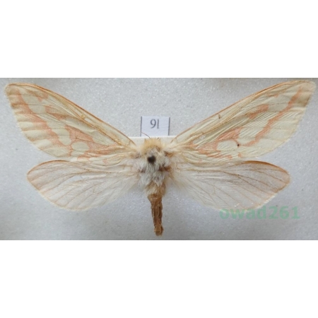 Hepialus humuli (Linnaeus, 1758) Krótkowąs chmielowiec Czech9l